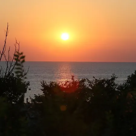 Evergreen Vlas Sud