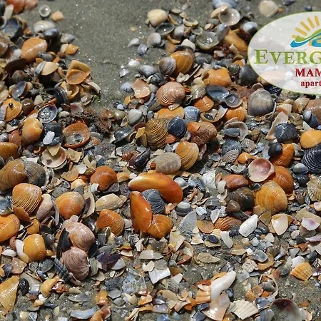 Evergreen Vlas Sud Mamaia