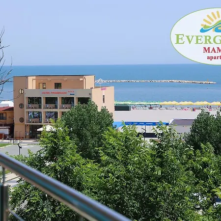 Evergreen Vlas Sud Mamaia