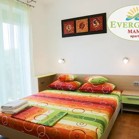 Evergreen Vlas Sud Mamaia